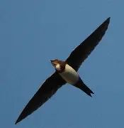 雨燕足球直播免费视频直播_(雨燕足球直播免费视频直播006v922官网) 第2张 雨燕足球直播免费视频直播_(雨燕足球直播免费视频直播006v922官网) 第2张