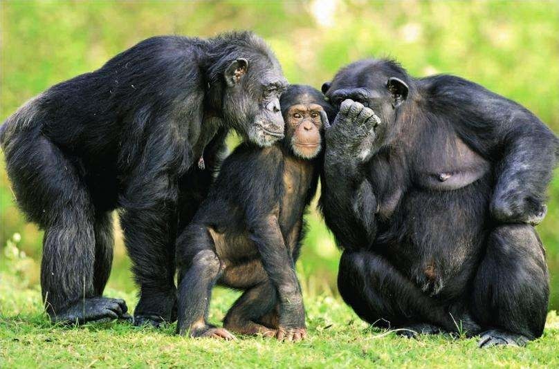 包含卢旺达联：卢旺达警察VS奇甘比的词条